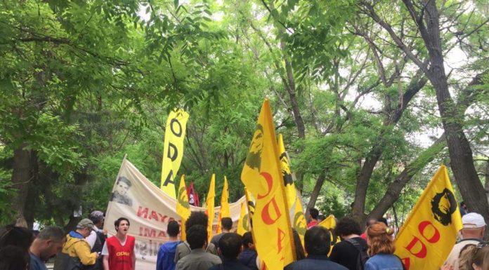 Yoldaşlık Örneği Üç Fidan