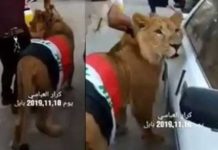 Irak’ta polis, müdahale için köpekleri kullanınca göstericiler aslan getirdi!