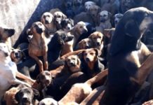 Kamyona Yüklenen 70 Köpek Son Anda Kurtarıldı