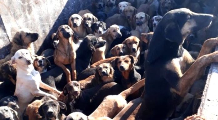 Kamyona Yüklenen 70 Köpek Son Anda Kurtarıldı