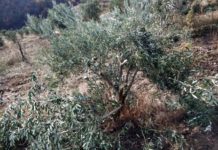 Manisa’da 500’den Fazla Zeytin Ağacı Tahrip Edildi