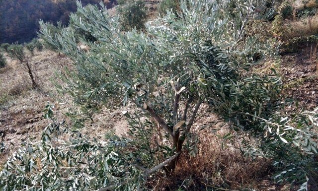 Manisa’da 500’den Fazla Zeytin Ağacı Tahrip Edildi