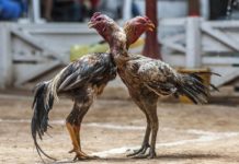 Hayvanların Zorbalardan İntikamı: Dövüştürülmek İstenen Horoz Sahibini Öldürdü
