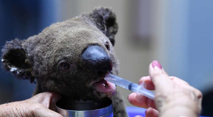Avustralya’da yangınlar nedeniyle koalaların 3’te 1’i yok oldu, nesilleri tükenebilir