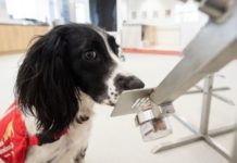 Köpekler koronavirüsün tespitinde mi kullanılacak?