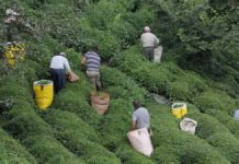 Rize’de çay üreticileri arasında koronavirüs yayılıyor!