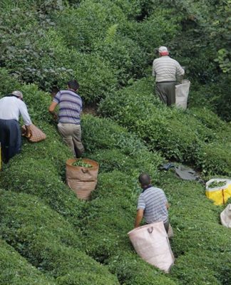 Rize’de çay üreticileri arasında koronavirüs yayılıyor!