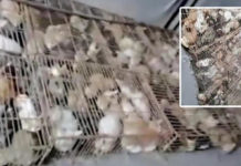 Çin’de “yemek” için tutulan 700 kedi kurtarıldı