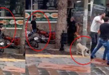 Sopayla köpek döven kişiye ‘insan olur’ umuduyla barınakta hayvana bakma cezası verildi