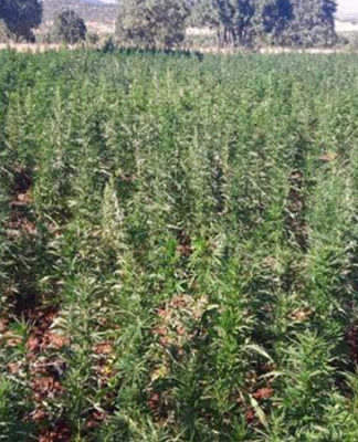 2 milyon 452 bin kök Hint keneviri ele geçirildi