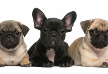 Kanada uçağında hayvan kaçaklığı: 500 yavru köpekten 38’i uçakta ölü bulundu