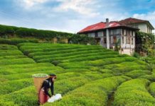 Sri Lanka’dan Rize’ye çay ithalatı: Tır devrilince ortaya çıktı!