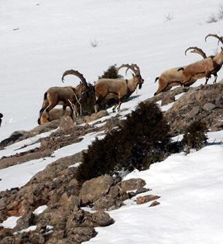 Şırnak’ta “avcılık” adı altında hayvanları katleden 9 kişiye, 192 bin 843 TL. para cezası kesildi!