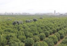 Saray’ın “acil kamulaştırma” kararıyla 60 bin narenciye ağacı kesilecek