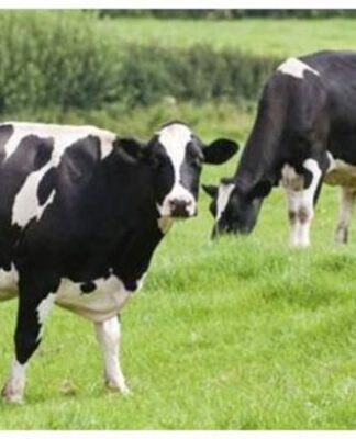 Hayvanları çalmak için onları tüfekle öldüren kişiler yakalandı!