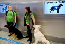 Köpekler Covid-19’u anında keşfediyor