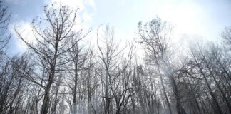 Yaz aylarında yanan 30 milyon ağaç kesilecek!