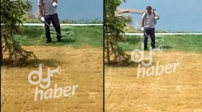 Açılışı yapılacak olan Millet Bahçesi’nin kuruyan çimleri, görevliler tarafından yeşile boyandı