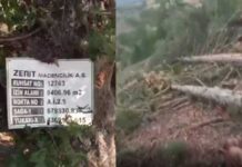 Kütahya’da altın madeni için ağaç katliamı yaşandı!