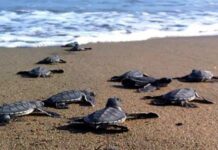 Antalya’da 17 bin yavru caretta caretta denize ulaştı