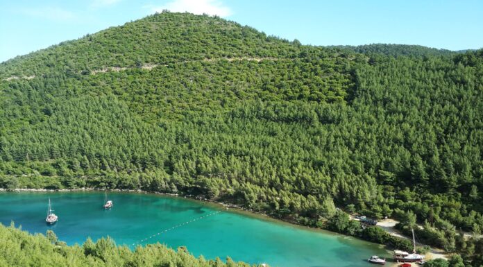 Bodrum Göltürkbükü’nde ormanlar ranta açıldı