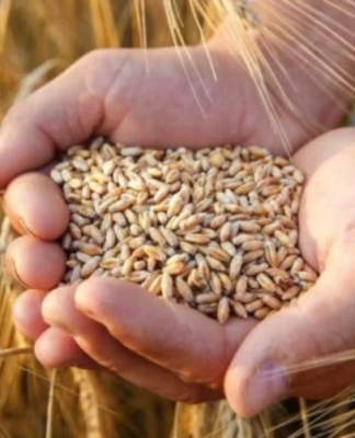 Rusya Karadeniz tahıl anlaşmasının uzatılmasını onayladı