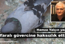 Yaralı güvercine haksızlık ettim