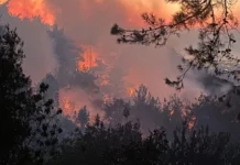Hatay ve Muğla’da orman yangını