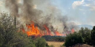 Yunanistan’da yattan fırlatılan fişekler orman yangınına neden oldu