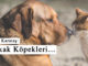 Sokak Köpekleri…