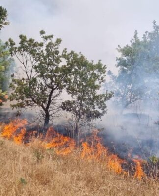 Manisa’da orman yangını