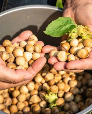 Üreticiler açıklanan fındık fiyatlarına tepkili: “Fındık geçim olmaktan çıktı”