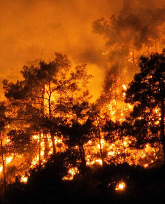 AKP iktidarı İzmir’deki yangında tahrip olan orman alanlarını ranta açtı