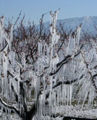 ZMO Başkanı Suiçmez: “Tek çözüm kuvvetli don olan yerlerin afet bölgesi ilan edilmesi”