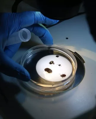 Türkiye’de kene tedirginliği