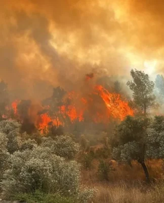Eskişehir’de orman yangını: 11 kişi yaşamını yitirdi