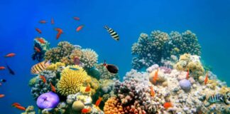 BM raporu: Yüzyıl sonuna kadar küresel ısınma 2,8 dereceye ulaşabilir