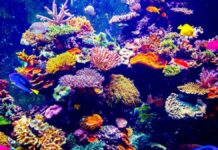 BM raporu: Yüzyıl sonuna kadar küresel ısınma 2,8 dereceye ulaşabilir