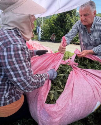 Çay üreticileri alım fiyatlarına isyan etti: ”1 kilo çayla 2 ekmek bile alamıyoruz, çayı dereye dökeceğiz”